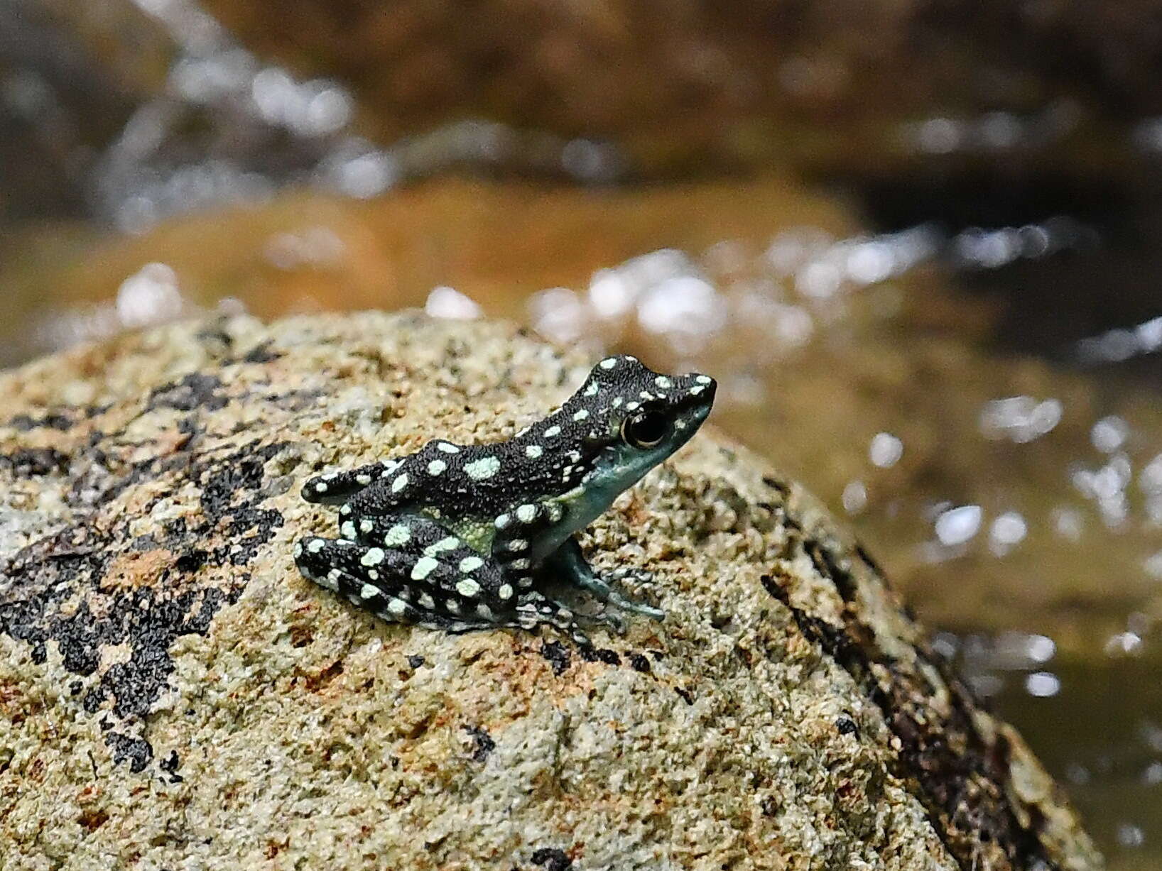 Image of Mindanao Splash Frog