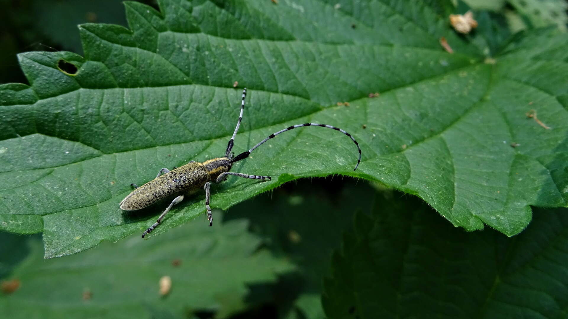 Image of Agapanthia (Epoptes) villosoviridescens (Degeer 1775)