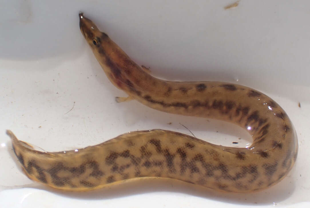Image of East african spiny eel