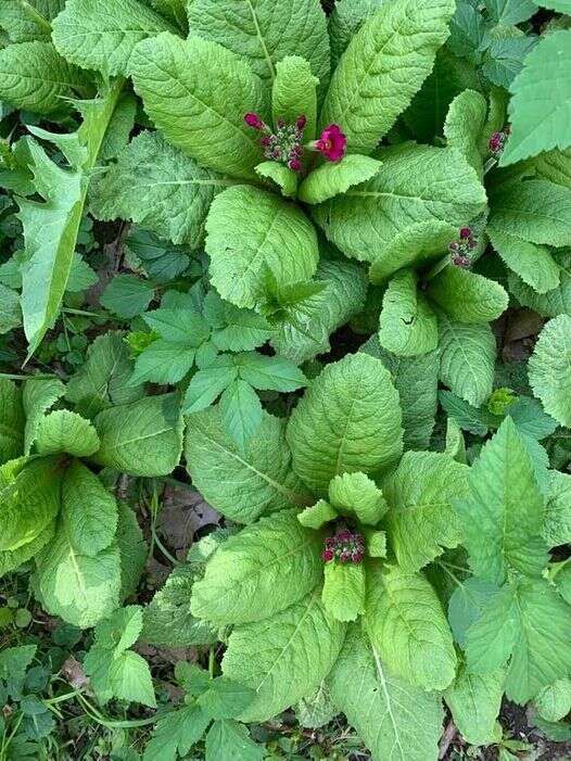 Plancia ëd Primula japonica A. Gray