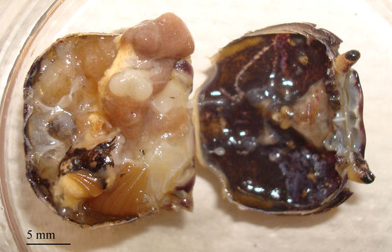 Image of <i>Portunion conformis</i> Muscatine 1956