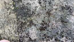 Image of Laurer's thelocarpon lichen
