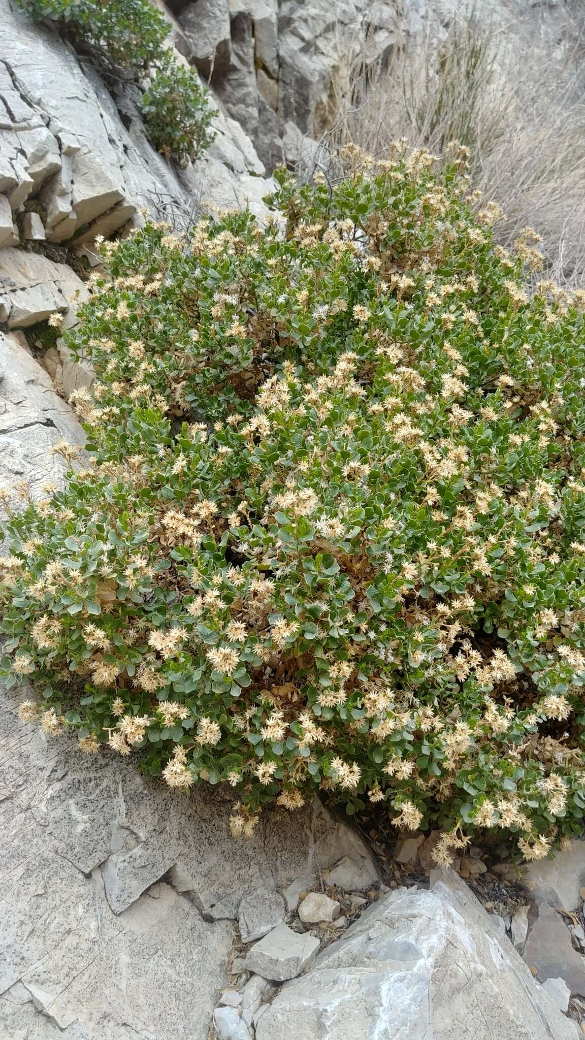 Image of Ericameria cuneata var. cuneata