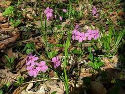 Image of creeping phlox