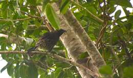 Image of Micronesian Starling