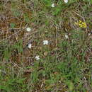 Image of Italian catchfly