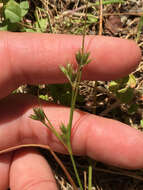 Imagem de Juncus bufonius L.