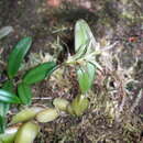 Image of Bulbophyllum amoenum Bosser