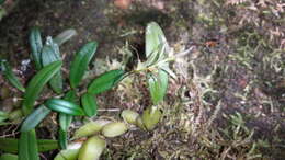 Image of Bulbophyllum amoenum Bosser