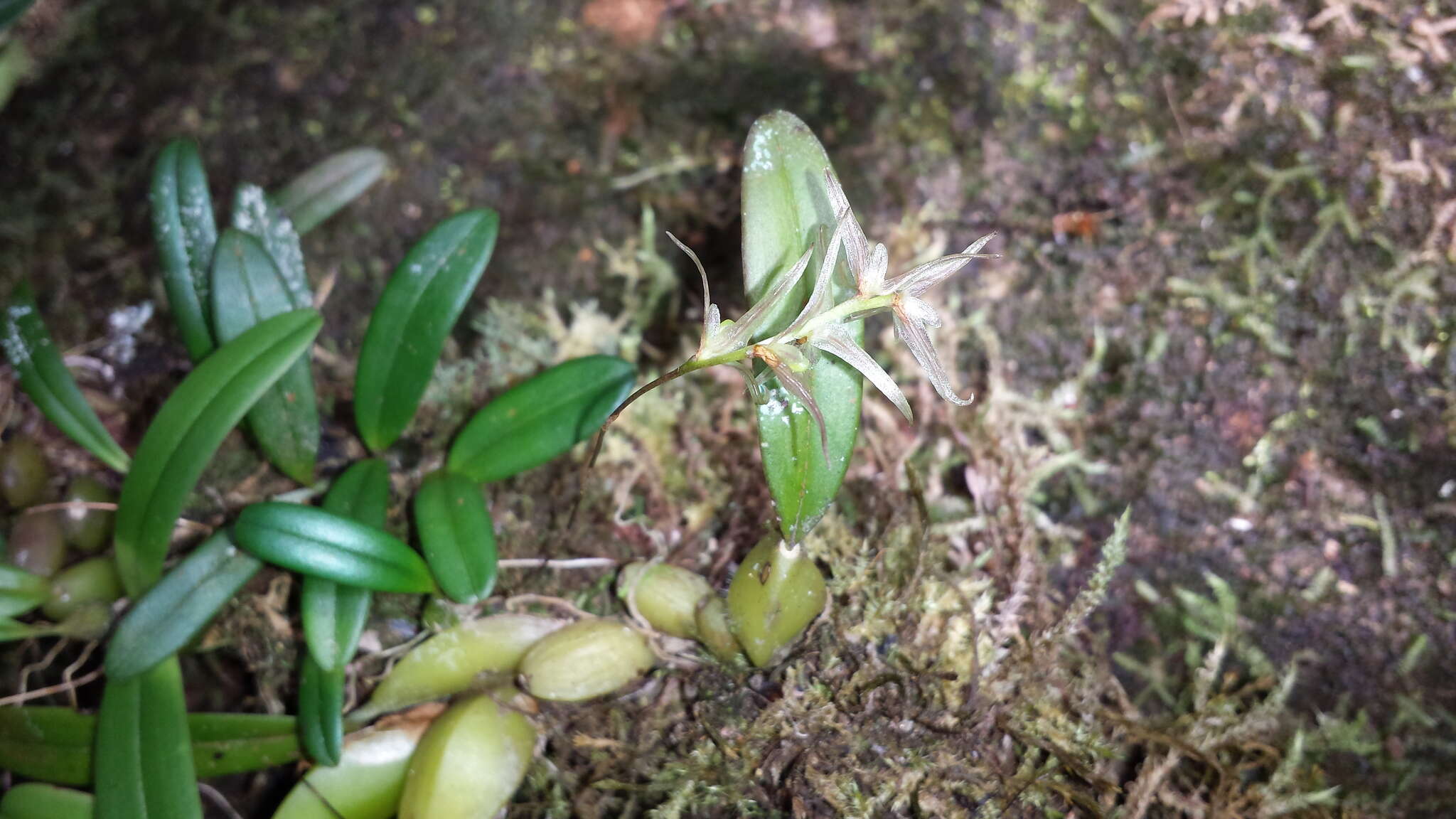 Image de Bulbophyllum amoenum Bosser