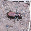 Image of Cicindela (Cicindelidia) dysenterica Bates 1881