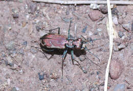 Image of Cicindela (Cicindelidia) dysenterica Bates 1881