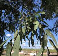 صورة Eucalyptus raveretiana F. Müll.