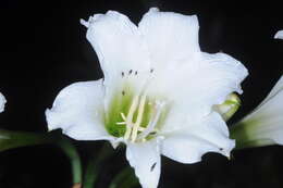 Imagem de Hippeastrum argentinum (Pax) Hunz.