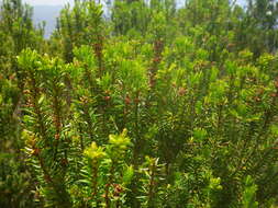 Imagem de Erica platycodon subsp. platycodon