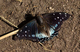 صورة Charaxes etesipe tavetensis Rothscild 1894