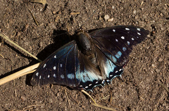 Imagem de Charaxes etesipe tavetensis Rothscild 1894