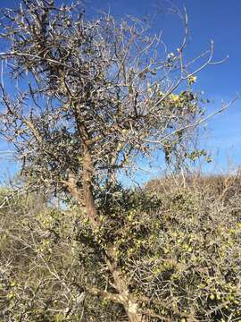 Image of Alluaudia comosa (Drake) Drake