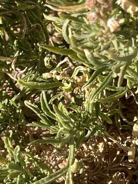 Image of Reseda stenostachya Boiss.