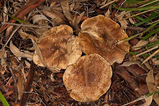 Clitocybe eucalyptorum Cleland 1931 resmi