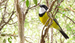 Image of Australian Golden Whistler