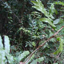 Imagem de Lygodium salicifolium Presl