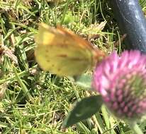 Image of Colias dimera Doubleday 1847