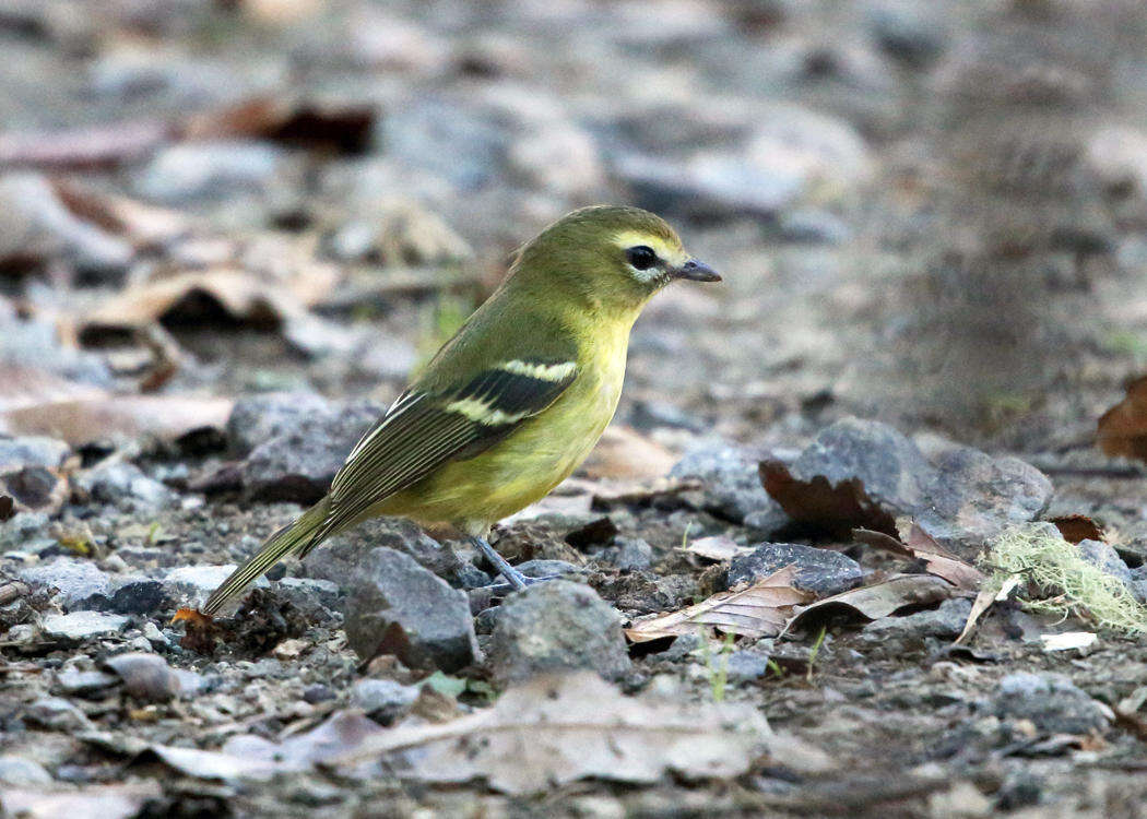 Plancia ëd Vireo carmioli Baird & SF 1866