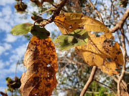 Image of Terminalia argentea Mart.