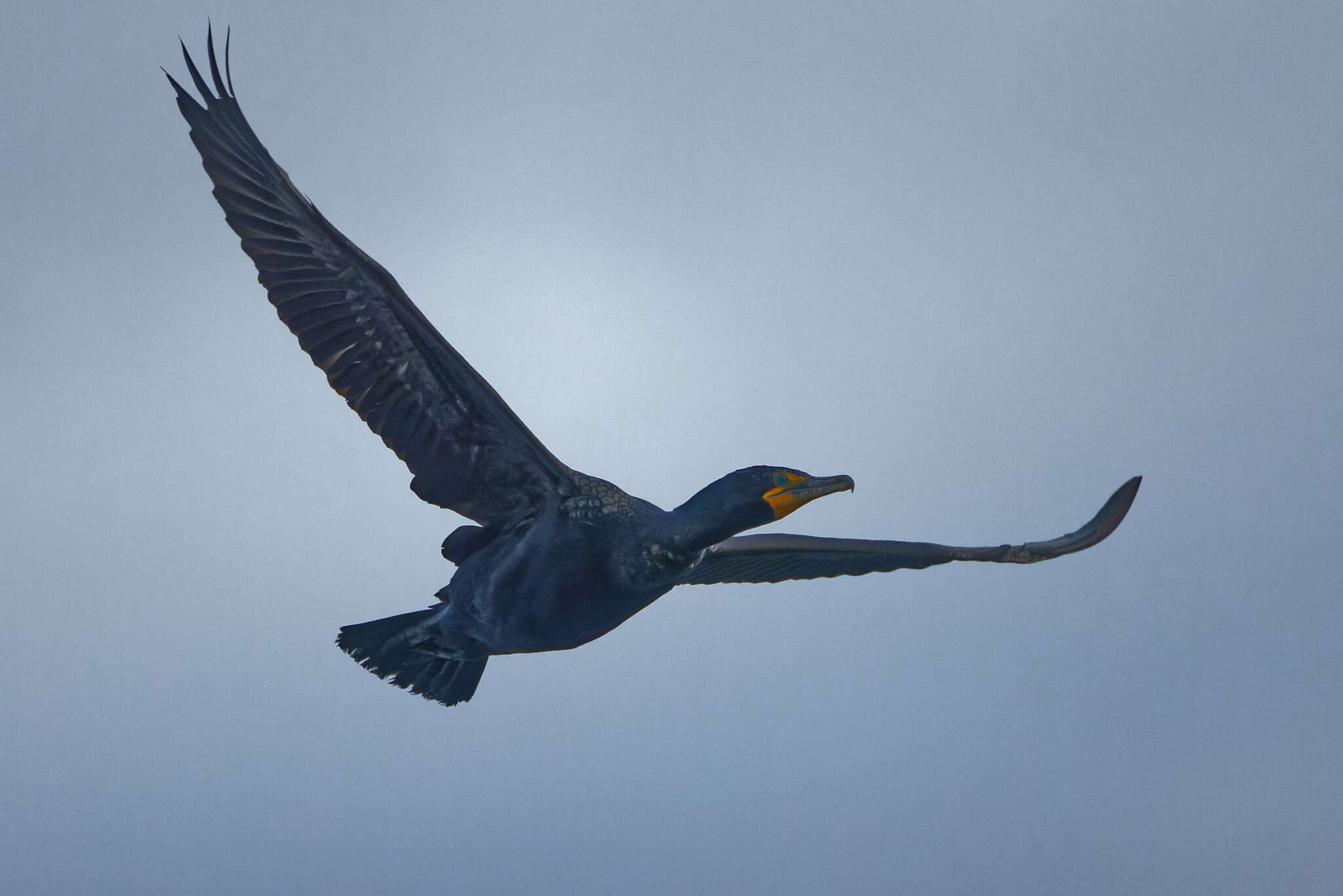 Image of Phalacrocorax auritus albociliatus Ridgway 1884