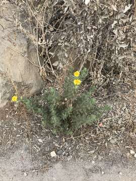 Image of Senecio adenotrichius DC.