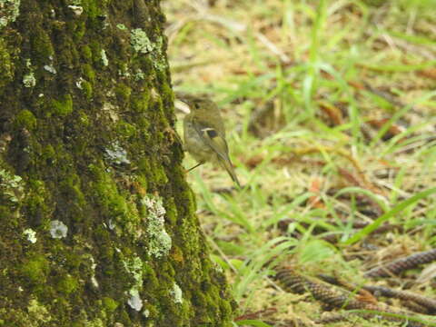 Image de Regulus regulus azoricus Seebohm 1883