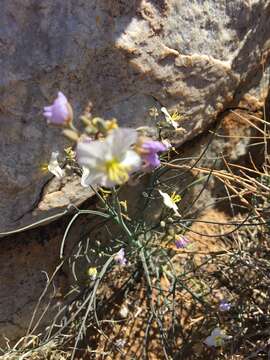 Image of Heliophila deserticola Schltr.