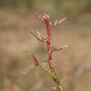 Image of Rose rosette emaravirus