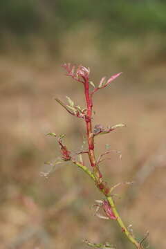 Image of Rose rosette emaravirus