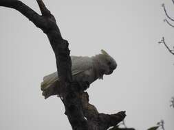 Cacatua ducorpsii Pucheran 1853 resmi