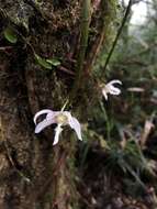 Image of Chameleon Dendrobium