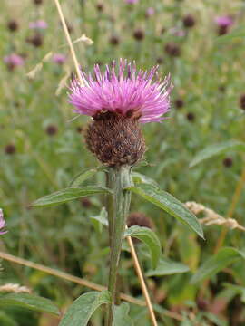 Image de Centaurea nemoralis Jord.