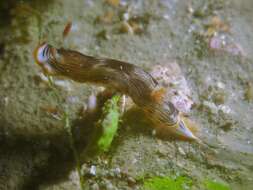 Image de Chromodoris striatella Bergh 1877