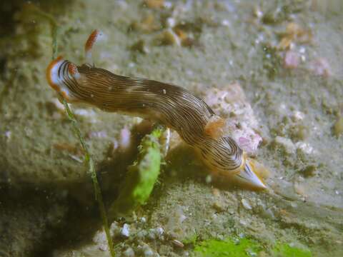 Imagem de Chromodoris striatella Bergh 1877