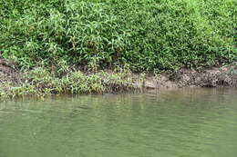 Image of Australian Freshwater Crocodile