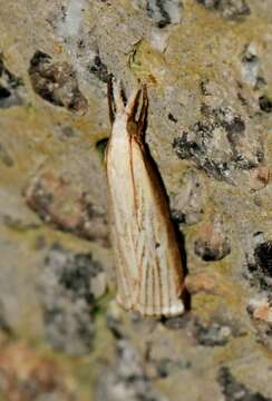 Image of Calamotropha formosella Bleszynski 1961