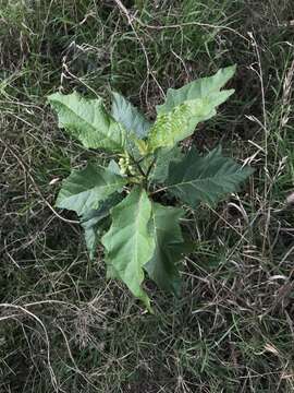 Imagem de Solanum bonariense L.