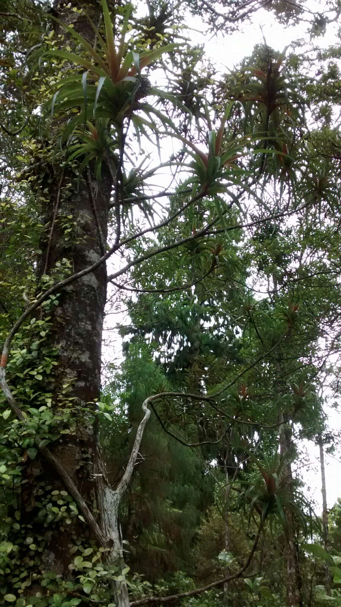 Image of Dracophyllum latifolium A. Cunn.