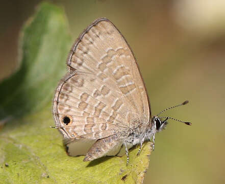 Image of Prosotas nora ardates (Moore (1875))