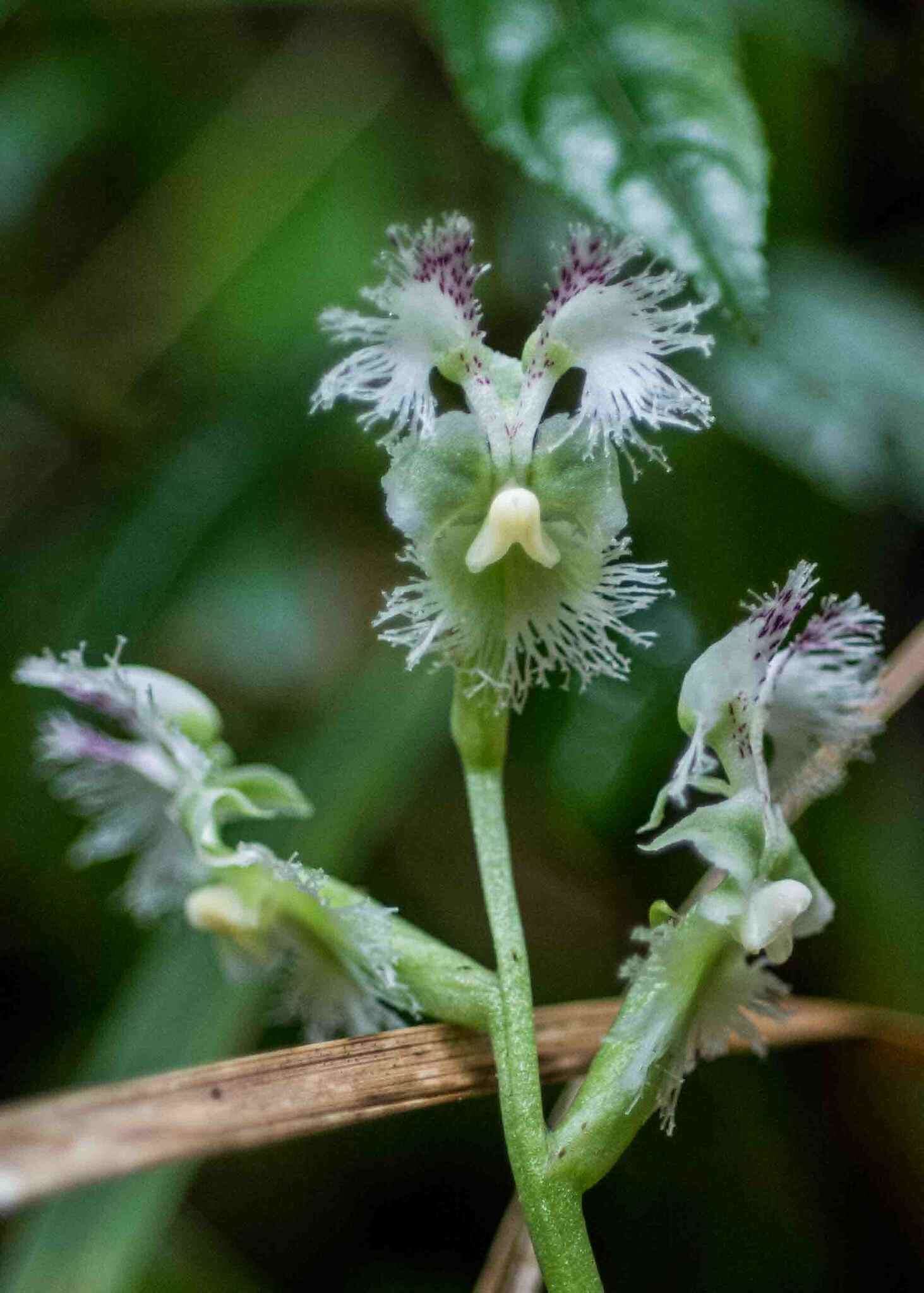 Imagem de Huttonaea oreophila Schltr.