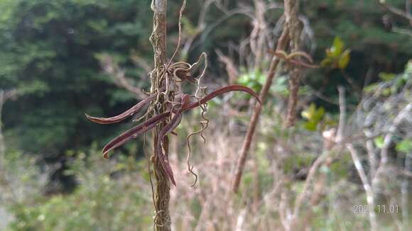 Image de Thrixspermum formosanum (Hayata) Schltr.