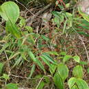 Image de Medinilla micrantha Jum. & Perrier