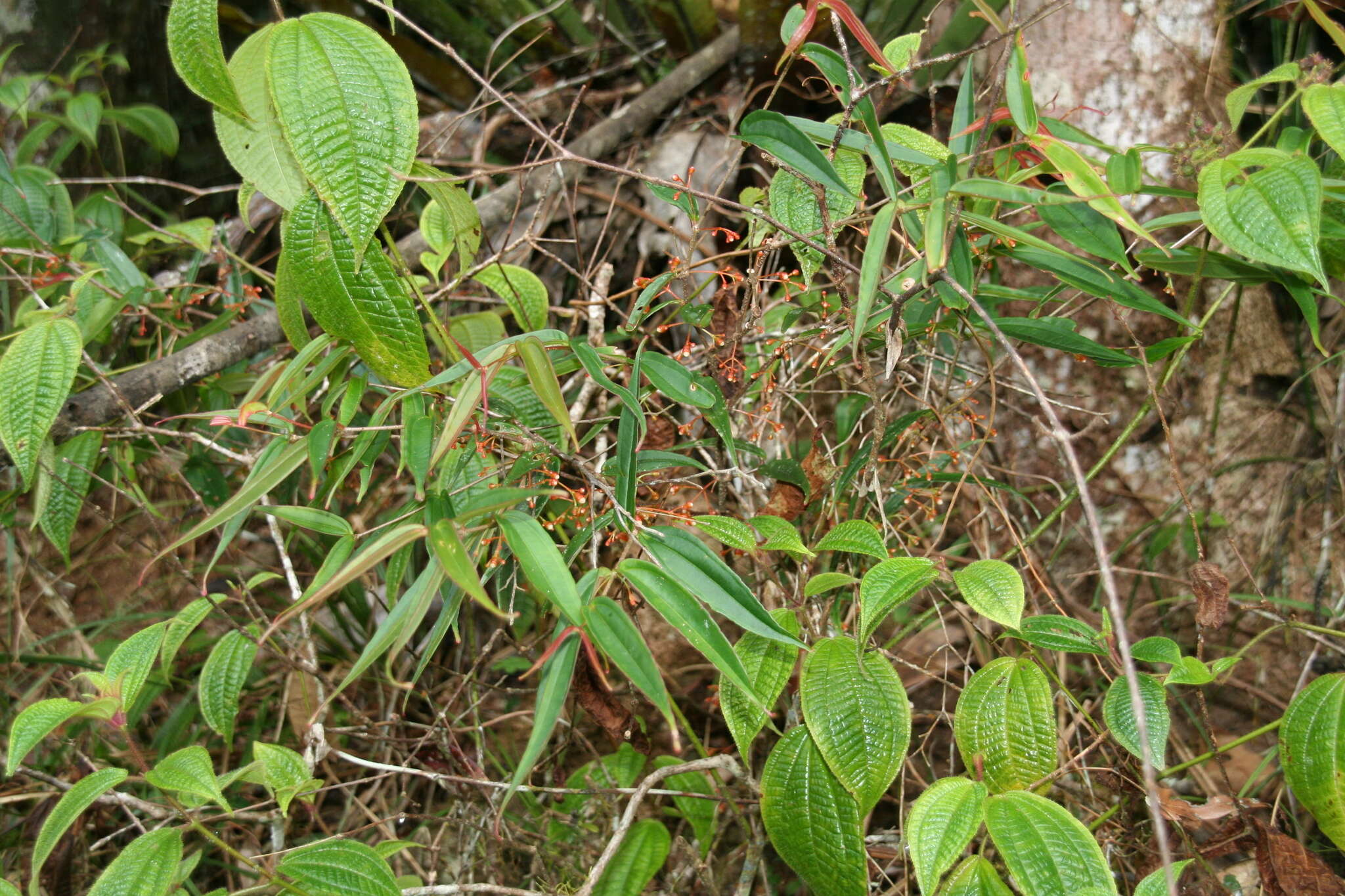 Image of Medinilla micrantha Jum. & Perrier