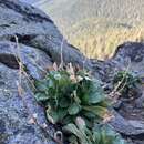 Image de Erigeron cascadensis A. A. Heller